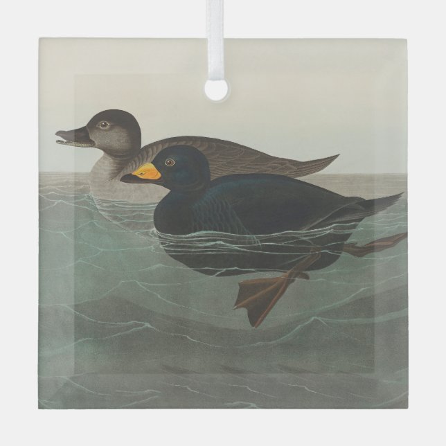 Ornement En Verre Audubon American Scoter Duck Classic (Recto)