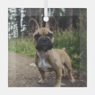 Ornement En Verre Coussin de lancer Bouledogue Français