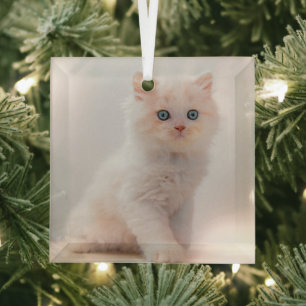 Ornement En Verre Cutest Baby Animals Blue Eye Kitten