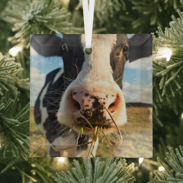 Ornement En Verre Fermes | Vache Holstein Chewing (Insitu)