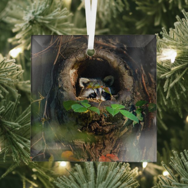 Ornement En Verre Forêt | Raccoon Peeking (Insitu)