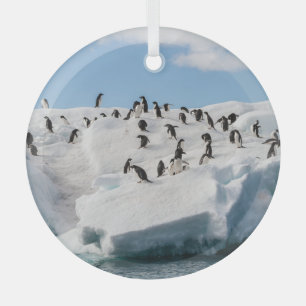 Ornement En Verre Gentoo Penguin Antarctica Iceberg Playtime