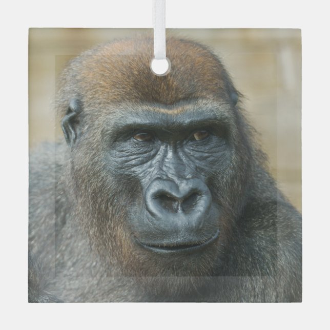 Ornement En Verre Gorilla Brothers - GoBros (Recto)