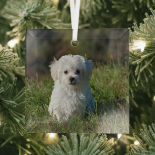 Ornement En Verre Joli chiot blanc