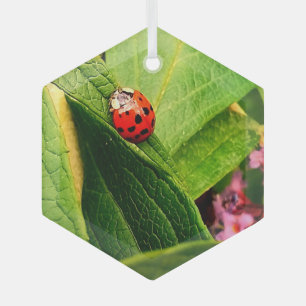 Ornement En Verre Ladybird