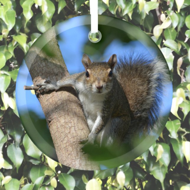 Ornement En Verre L'écureuil dans un arbre Photographie de la faune (Créateur téléchargé)