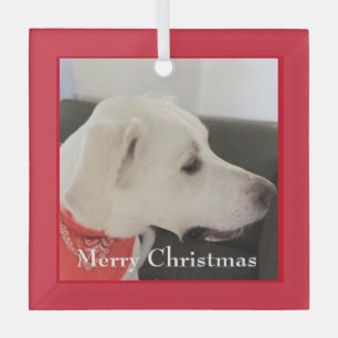 Ornement En Verre Mélange blanc Labrador Mix Chien Noël Carré rouge