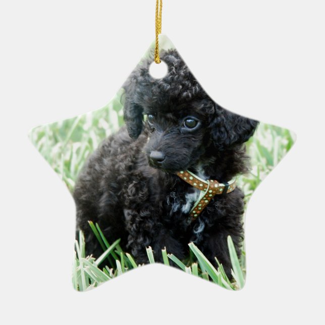 Ornement Étoile En Céramique Chiot de caniche de jouet (Devant)