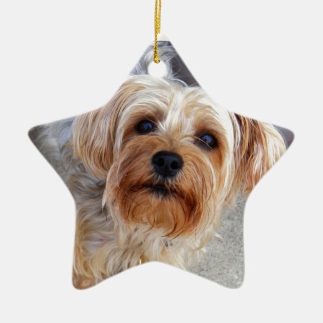 Ornement Étoile En Céramique Chiot heureux de Yorkie (Devant)