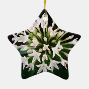Ornement Étoile En Céramique White Pentas