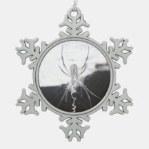 Araignée