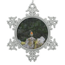 Rouge-gorge sur un mur de pierre sèche