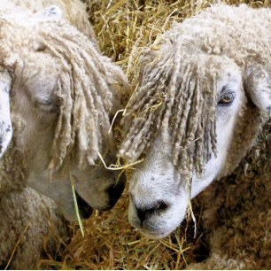 ORNEMENT FLOCON DE NEIGE SHEEP