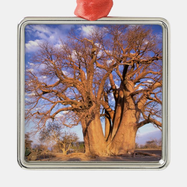 Ornement Métallique Afrique, Botswana, delta de l'Okavango. Baobab (Devant)
