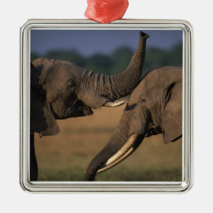 Ornement Métallique Afrique, Kenya, Réserve de Masai Mara, Deux Taurea