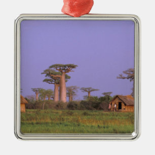 Ornement Métallique Afrique, Madagascar, Morondava. Baobabs