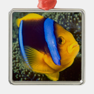Ornement Métallique Australie, Grande Barrière de corail, Anémonefish