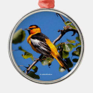 Ornement Métallique Beau Bullock's Oriole the Pear Tree