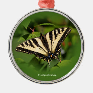 Ornement Métallique Beau papillon de l'Ouest de Tigre Swallowtail