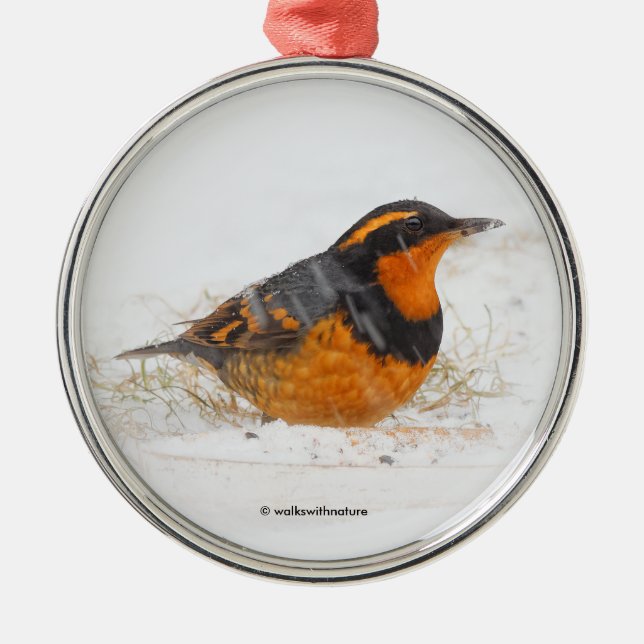 Ornement Métallique Beautiful Varied Thrush Songbird in the Snow (Devant)