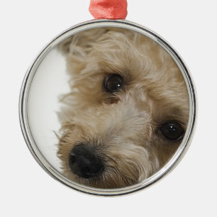 Ornement Métallique Beaux yeux d'un chiot de Yorkie Poo
