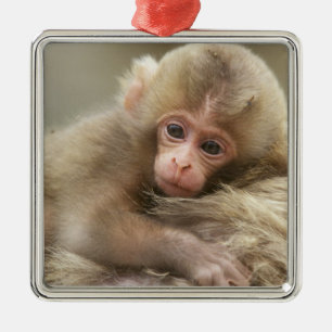 Ornement Métallique Bébé singe des neiges, Jigokudani, Nagano, Japon 2