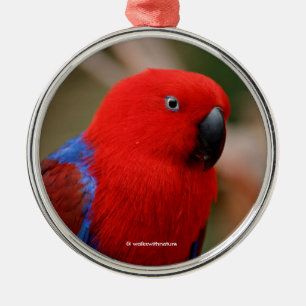 Ornement Métallique Belle "Dame en rouge" Eclectus Parrot
