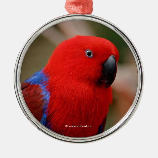 Ornement Métallique Belle "Dame en rouge" Eclectus Parrot (Devant)