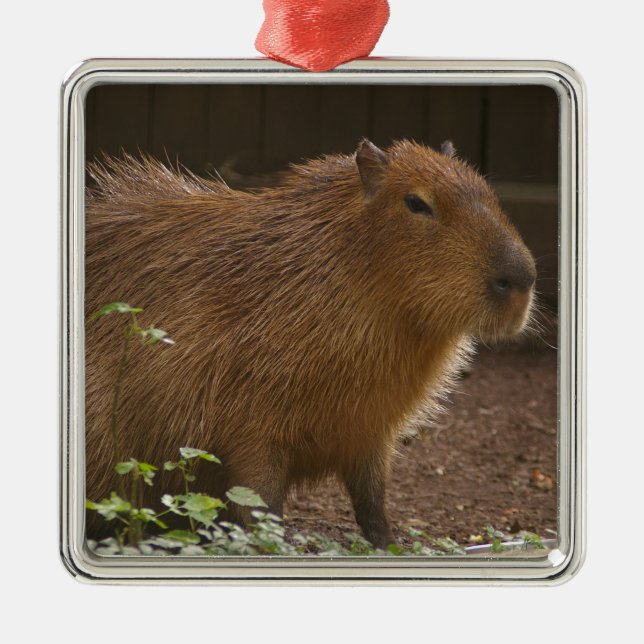 Ornement Métallique Capybara (Devant)