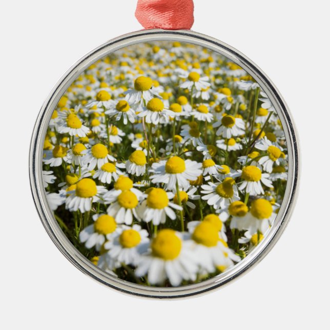 Ornement Métallique Champ chamomile, Hongrie (Devant)