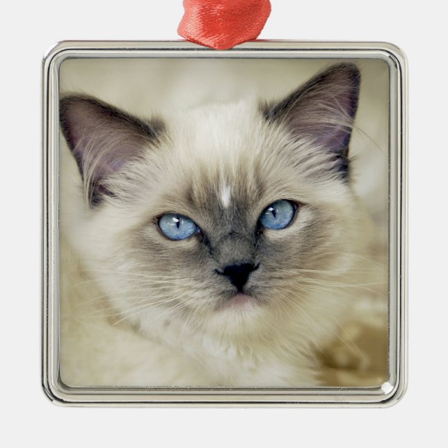 Ornement Métallique Chaton Ragdoll (Devant)