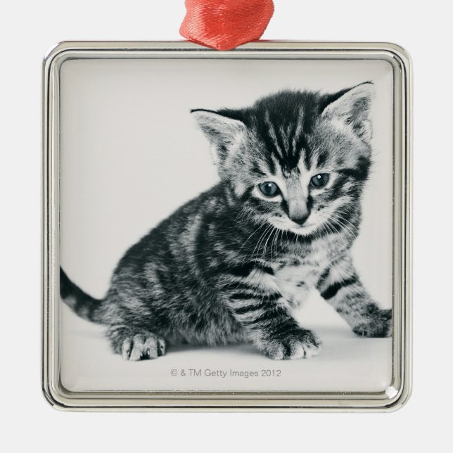 Ornement Métallique Chaton tigré (Devant)