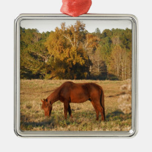 Ornement Métallique Cheval Brown dans le champ d'arbre jaune