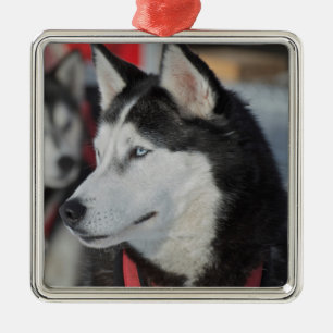 Ornement Métallique Chien husky avant une course, Canada