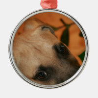chiot de cabot de Noir-bouche