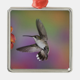 Ornement Métallique Colibri à gorge rubis femelle en vol