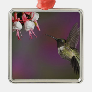 Ornement Métallique Colibri à gorge rubis mâle