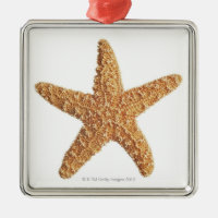 Étoiles de mer sur le blanc