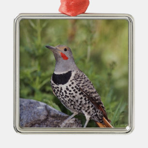 Ornement Métallique Flicker du Nord, ColMatiauratus, Red shafted