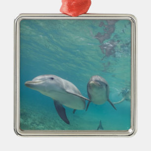 Ornement Métallique Grands dauphins Tursiops truncatus