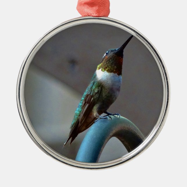 Ornement Métallique Green ruby little hummingbird (Devant)