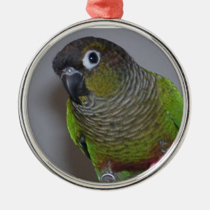 Ornement Métallique Greencheek adorable Conure