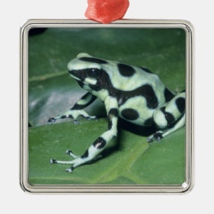 Ornement Métallique Grenouille flèche empoisonnée, (Dendrobates auratu