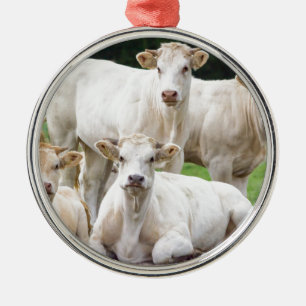 Ornement Métallique Groupe de vaches beiges blanches posant dans le