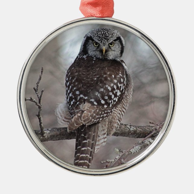 Ornement Métallique Hibou de faucon du nord (Devant)