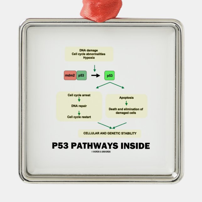 Ornement Métallique Intérieur des voies P53 (biologie moléculaire de (Devant)