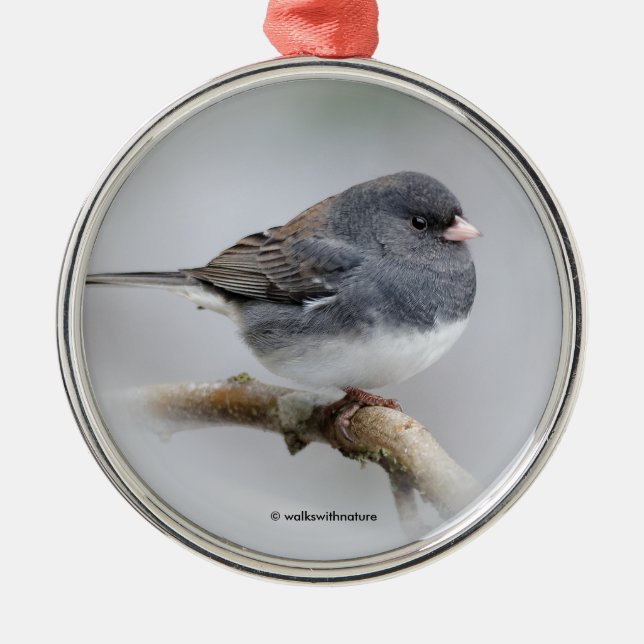 Ornement Métallique Junco à ardoise foncée sur l'arbre à poires (Devant)