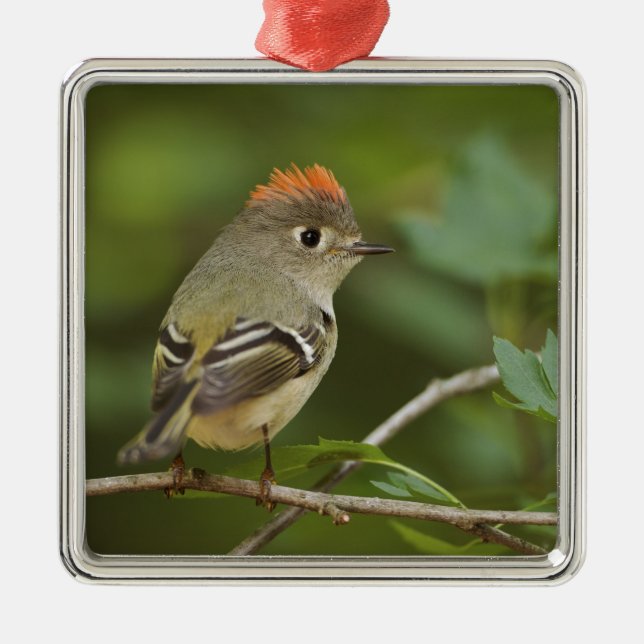 Ornement Métallique Kinglet couronné de rubis masculin, Regulus calend (Devant)