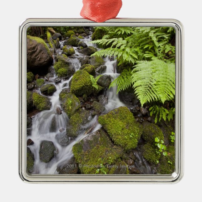 Ornement Métallique La mousse a couvert des roches d'eau et de (Devant)