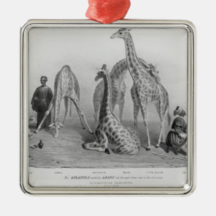 Ornement Métallique Les girafes avec les Arabes